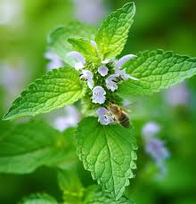Image result for Melissa officinalis