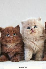 33 cute kittens to empower your day kittens cutest kitten pictures kittens