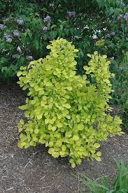 Click To View Full Size Photo Of Golden Spirit Smokebush Cotinus Coggygria Golden Spirit At Bachman S Landscaping Smoke Bush Arborvitae Landscaping Plants