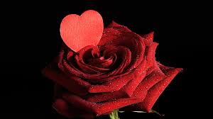 Maybe you would like to learn more about one of these? Desktop Wallpapers Valentine S Day Heart Red Roses Drops 1920x1080