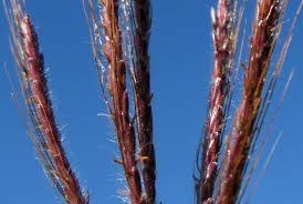 Image result for Dichanthium