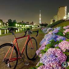 旧中川の紫陽花の花も色づいてきました そろそろお天気が不安な時期になってきましたが ふれあい橋のリフレクションは素敵でした 旧中川河川敷 東京スカイツリー masibikes クロモリ クロモリロード 今週の 東京スカイ