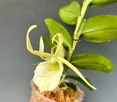 Image result for Angraecum distichum