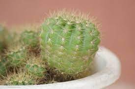 But don't wait too long because it's much harder to remove gum once it dries. How To Remove Cactus Needles Embedded In Skin The Painless Way Succulent Alley