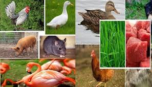 Cara Gambar Hewan Omnivora Hewan Omnivora Pengertian Ciri Contoh Penjelasannya 7 Hewan Ini Ternyata Adalah Omnivora L Gambar Hewan Hewan Cara Menggambar