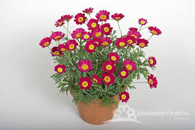 Image result for foto Kopretina