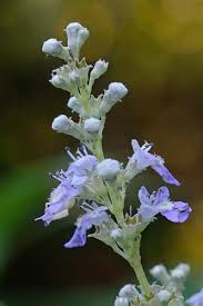 Image result for Vitex franceseana