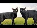 The Bombay Cat - Cat Breeds Encyclopedia