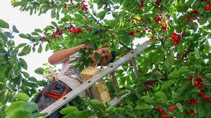 Wann ist der richtige zeitpunkt für den kirschbaumschnitt? Kirschbaum Scheiden Am Besten Im Sommer Ndr De Ratgeber Garten Nutzpflanzen