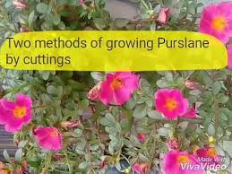 The common purslane may look like a tiny jade plant, but the best thing about it is that you can eat its seeds, stems, leaves, and flowers! No 97 How To Grow Two Methods Of Growing Purslane Summer Season Low Maintenance Flowering Plants Youtube