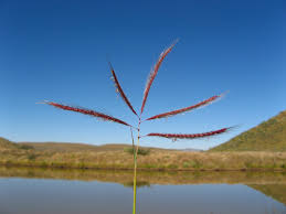 Image result for Dichanthium annulatum