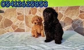 Yavru Toy Poodle Oyuncak Kanis Poodle Kopek