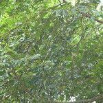 Image result for Maesopsis eminii