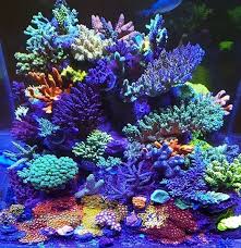 Apulia Reefers With The Polyplab V2 Lens Polyplab In 2020 Saltwater Aquarium Fish Marine Fish Tanks Saltwater Fish Tanks