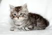 Available Siberian Kittens For Sale & Cats For Adoption