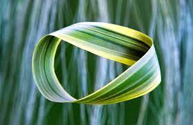 Incorporated in the united kingdom in 2010 and registered in kenya in 2011. The Timeless Journey Of The Mobius Strip Scientific American