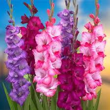 Image result for Gladiolus decoratus