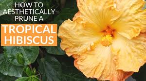 Exotic hibiscus sales, hibiscus care, and hibiscus cultivation. How To Aesthetically Prune A Tropical Hibiscus In Spring Joy Us Garden Youtube