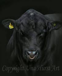 Black And White Bull Aberdeen Angus Bull Print Limited Edition Etsy In 2020 Aberdeen Angus Bull Pictures Bull