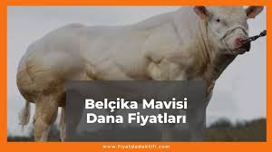 Besicilik ve besleyicilik küçükbaş & büyükbaş besiciliği sucuk üretimi & dağıtımı meşhur afyonkarahisar sucuğu kendi markamızla. Xoguj8apjqgcsm