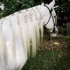 Are Unicorns Real This One Is And She Lets Me Braid Her Hair Twistbraided Horse Braiding Horse Mane Horses