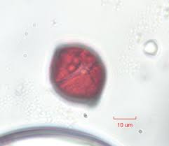 Image result for Eleocharis mutata