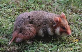 Was unterscheidet den feldhamster vom goldhamster und vom zwerghamster? Cricetus Cricetus Rodentia Cricetidae