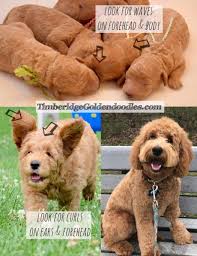 Pin By Ashley Jordan On Goldendoodle In 2020 Goldendoodle Puppy Goldendoodle Goldendoodle Full Grown