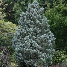 Image result for Cupressus arizonica