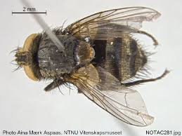 Image result for Gnidia inconspicua