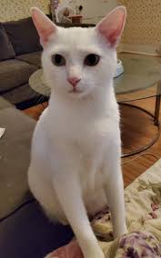 Has anyone used Royal Canin Urinary So Calm wet food?