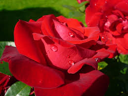 This iconic rose garden displays more than 4,000 rose plants from more than 600 varieties, with roses blooming for six months out of the year, so lydia, senior photo editor and readers' choice production manager for usa today 10best, has traveled to more than 40 countries in europe, asia. The 6 Most Beautiful Roses In The World Sara Verdier