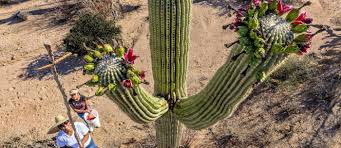 There are lots of national parks and national monuments here that tell the story of arizona's geography here are 10 of our favorite national parks and monuments in arizona to get to know this wild and wonderful state. A Traditional Harvest At Saguaro National Park The Trust For Public Land