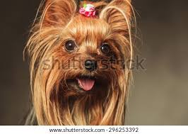 This can occur due to an illness or injury that damages the nerves in the head and face, or because of a conformation disorder that prevents. Dog Open Mouth Images Search Images On Everypixel