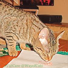 Check spelling or type a new query. Why Cats Drag Food Out Of Their Bowl The Way Of Cats