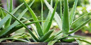 Aloe vera bitkisi bakımı hakkında bilmeniz gerekenler. Aloe Vera Bakimi Nasil Yapilir Aloe Vera Bitkisi Nasil Yetistirilir