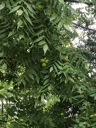 Protection from rodents wrapping fruit trees while they are Anyone Know What This Is Green Fruit I Think Growing On A Tree In Mn Foraging