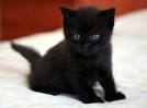 Bombay Kittens for Sale & Cats for Adoption | Sweetie ...