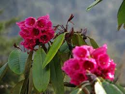 Yumthang valley of flowers best time to visit. Yumthang Valley Tourist Guide Valley Of Flowers Sikkim Tourist Guide Sikkim Tourism Holiday Travel