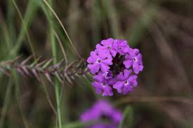 Image result for Verbena × teasii