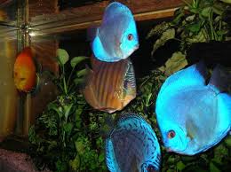 Poissons D Eau Douce Colores Poisson D Aquarium Poisson Combattant Eaux Douces Aquarium Poisson