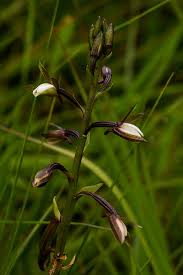 Image result for Eulophia hians