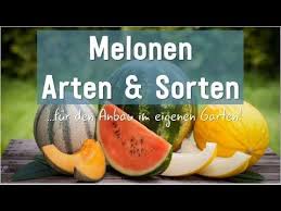 Häufig wird artikel 1 gg deshalb als leitprinzip der übrigens: Melonen Arten Und Sorten Fur Den Anbau Im Eigenen Garten Will Man Melonen Im Eigenen Garten Anbauen Gibt Es Bei Der Aus Melonen Arten Melonen Melonen Sorten