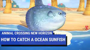 Not to be overlooked is the dorado which will soon be found in your rivers alongside the also lucrative arowana and arapaima. How To Catch Ocean Sunfish In Animal Crossing New Horizons Youtube