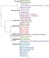 Image result for Filoviridae