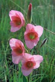 Image result for Gladiolus ecklonii