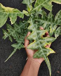 Image result for Acanthus montanus