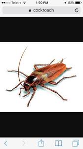 Ant treatments and pest removal. Port Macquarie Pest Control Home Facebook