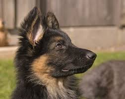 Both breeds are not afraid of working and are okay with being active. Should You Get A German Shepherd Puppy 11 Things To Know Inside Dogs World