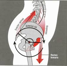 Lower Crossed Syndrome Ii Zach Dechant Sports Performance Enhancement